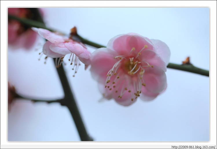 描写“梅”的诗句大全（唯美诗画） - 宝贝梦 - 享受人生