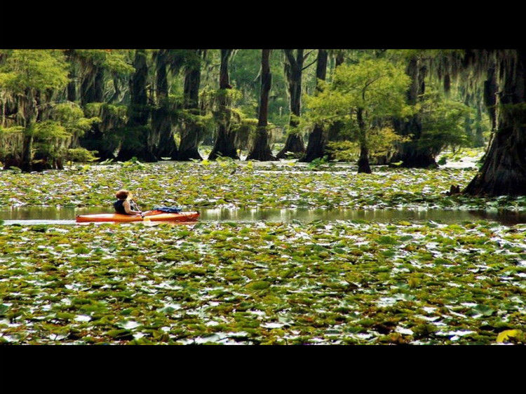 Rose【Caddo Lake】（4007） - Rose - Rose Yang的博客