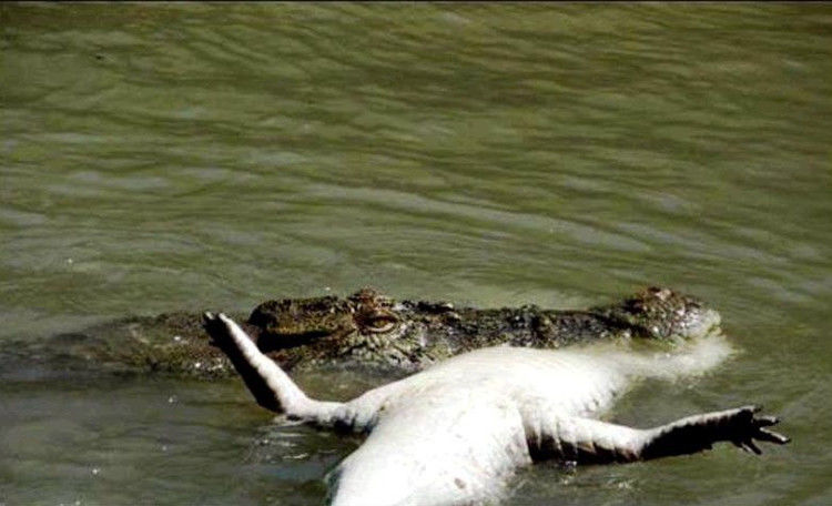 鳄鱼残暴的行凶瞬间 - 月  月 - 阳光月月《万网搜索》