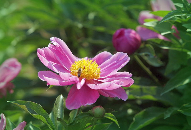 ╰※╮绚丽何尝逊花王◇缤纷芍药竞