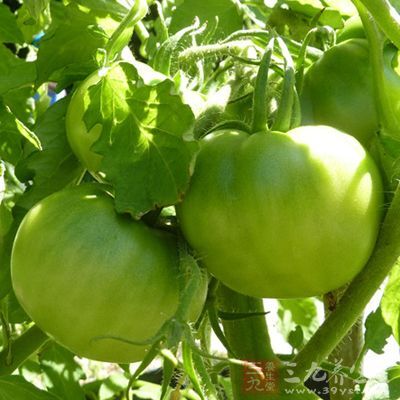 未成熟的西红柿中有一种番茄碱的物质对于身体是有害的