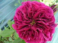 王子（The Prince)