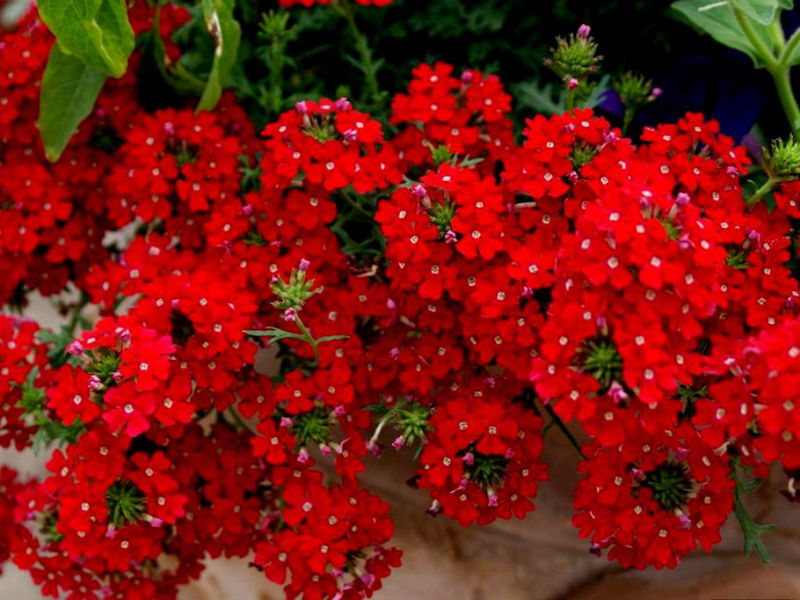 Rose【夏日花卉】