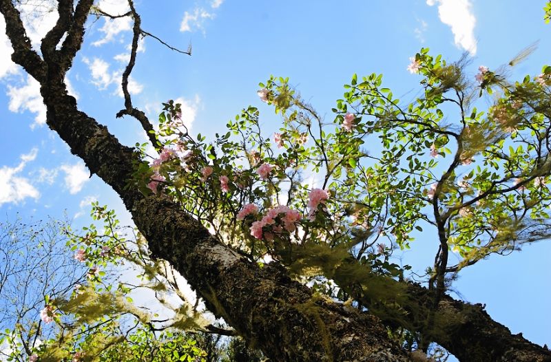 [原创]  香格里拉行 — 普达措杜鹃 - 阳光影子 - 阳光影子