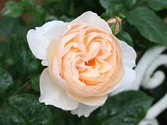 牧羊女（The Shepherdess）