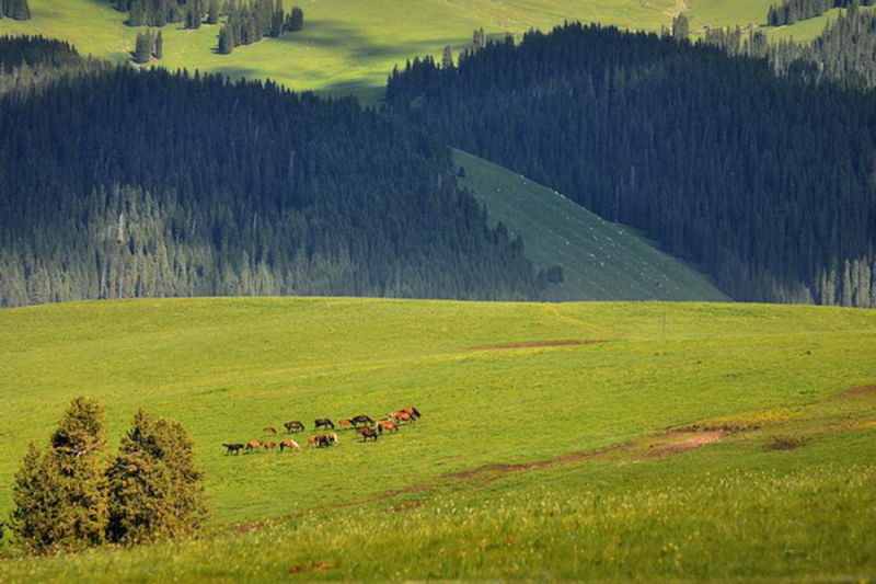FJ073新疆美丽的高山牧场【26】 - PPT园地 - 永平的博客