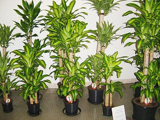 园艺师教你哪种花多久浇一次水 - 南山秀竹 - 南山文化园