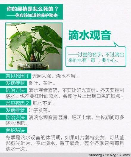 9张图告诉你，为什么你总把花养死【图文】 - 云鹏润峰 - 云鹏潤峰