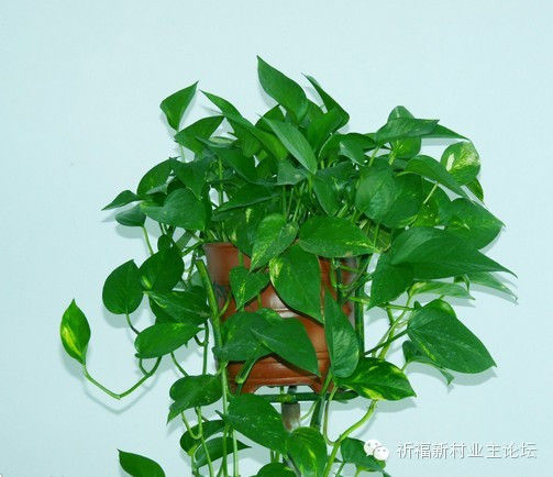 园艺师教你哪种花多久浇一次水 - 南山秀竹 - 南山文化园