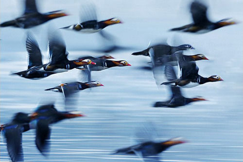 拍糊也是本事：用多重曝光与慢门打鸟