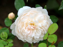 格拉米城堡Glamis Castle