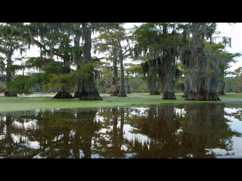 Rose【Caddo Lake】（4007） - Rose - Rose Yang的博客