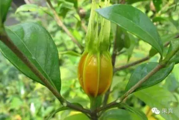 正宗的野果，很多城市人没吃过甚至没见过！