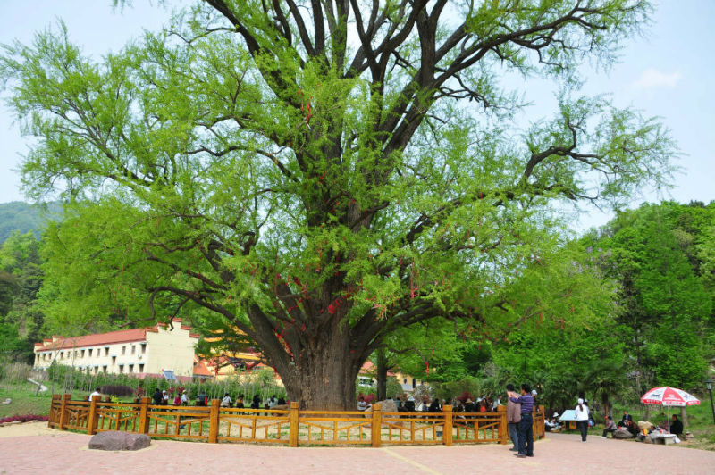 中国112座名山欣赏（二） - 空谷幽兰 - 空谷幽兰憩居