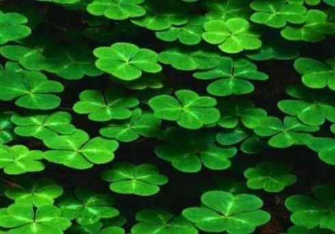 农村长大的，看看我们小时候吃的野果子