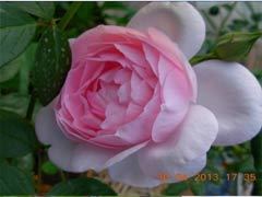 权杖之岛（Scepter'd Isle）