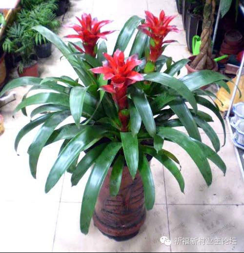 园艺师教你哪种花多久浇一次水 - 南山秀竹 - 南山文化园