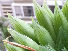 三角琉璃莲Haworthia gracil