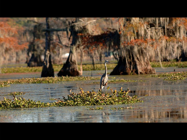 Rose【Caddo Lake】（4007） - Rose - Rose Yang的博客