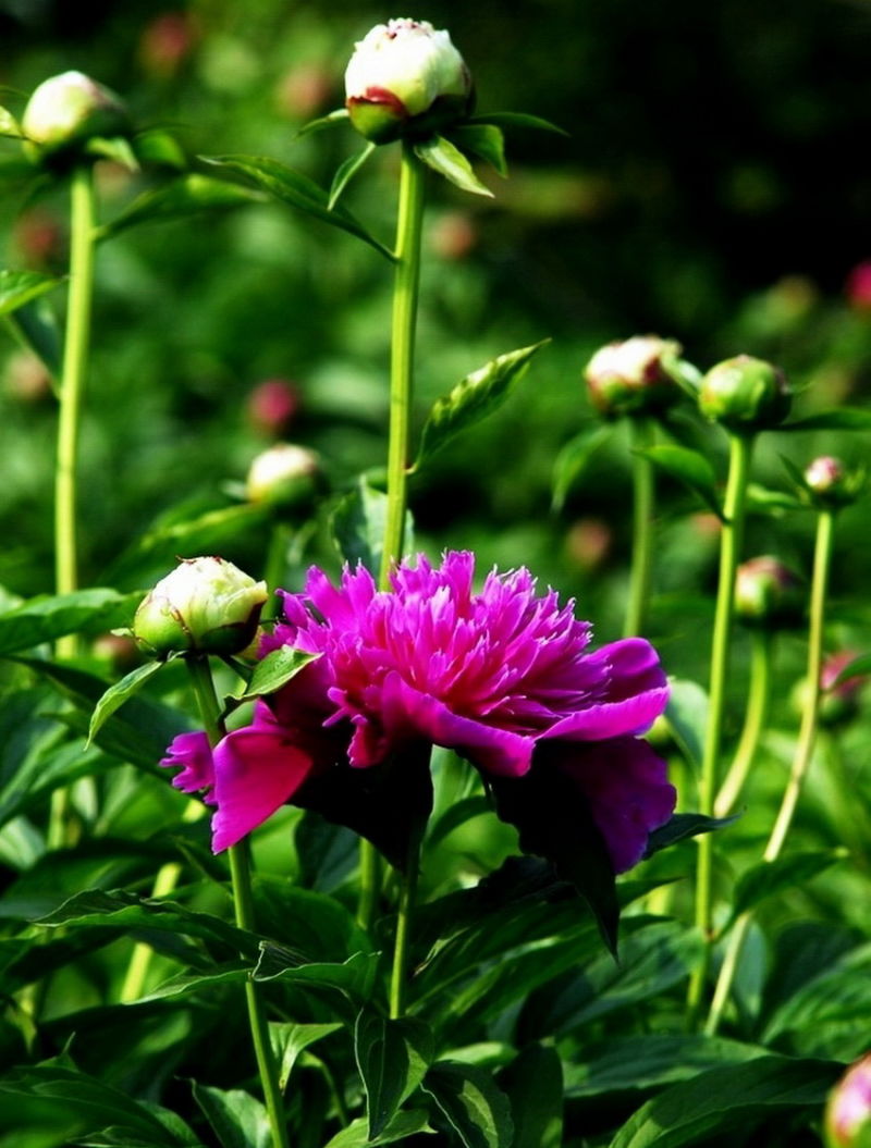 ╰※╮绚丽何尝逊花王◇缤纷芍药