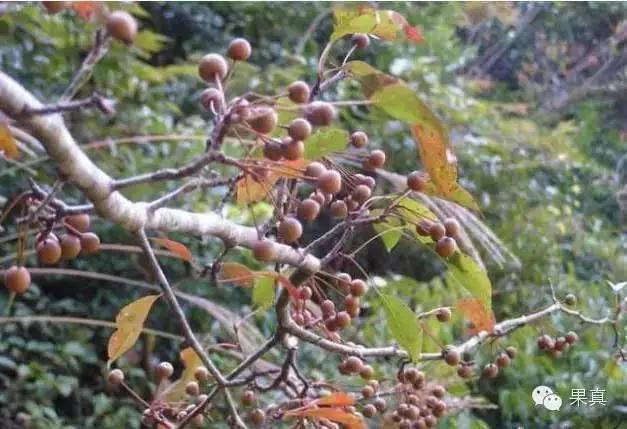 正宗的野果，很多城市人没吃过甚至没见过！