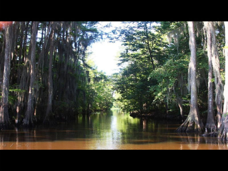 Rose【Caddo Lake】（4007） - Rose - Rose Yang的博客