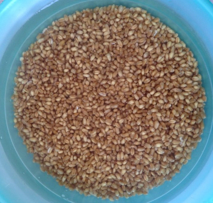 回春水的惊人功效和制作方法 - 新文明之光 - 新文明之光