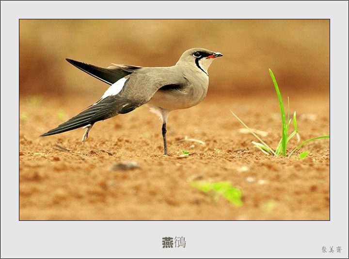 五十种漂亮的爱鸟！来认识一下吧！【美图共赏】 - 無為居士 - 聚美齋