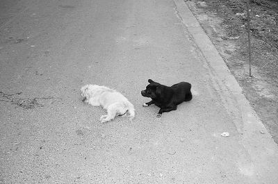 小狗在同伴去世后不吃不喝日夜守护(组图)