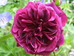 曼斯特德伍德(Munstead Wood