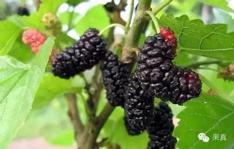 正宗的野果，很多城市人没吃过甚至没见过！