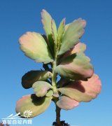  玉吊钟（Kalanchoe fedtsche 