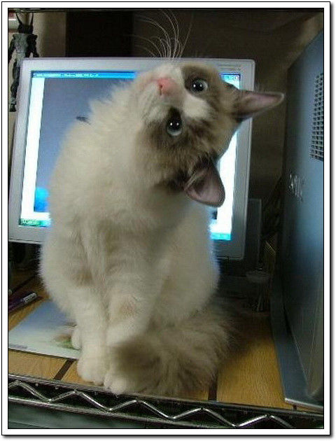 周末要轻松！【幽默图片50P】 - 無為居士 - 聚美齋