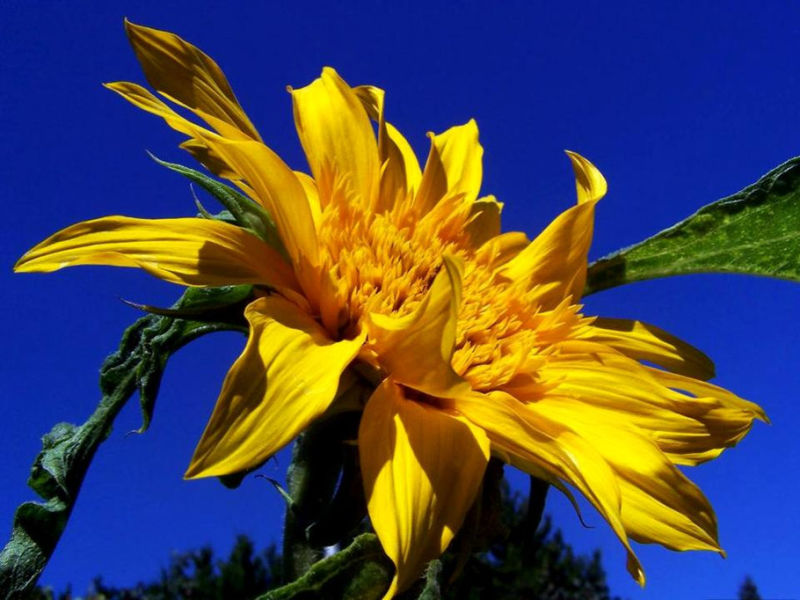 Rose【夏日花卉】（3490） - 