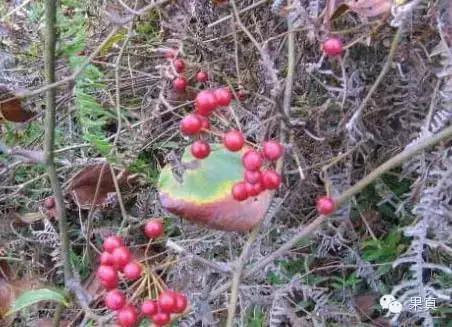 正宗的野果，很多城市人没吃过甚至没见过！