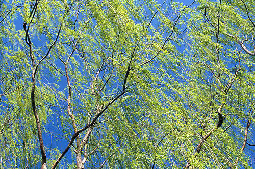 王鹤滨叫好的70秘方 - 天一 - 天人合一