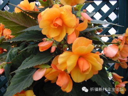 园艺师教你哪种花多久浇一次水 - 南山秀竹 - 南山文化园