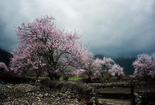 一花一世界 如何表现风光摄影中的意境之美 