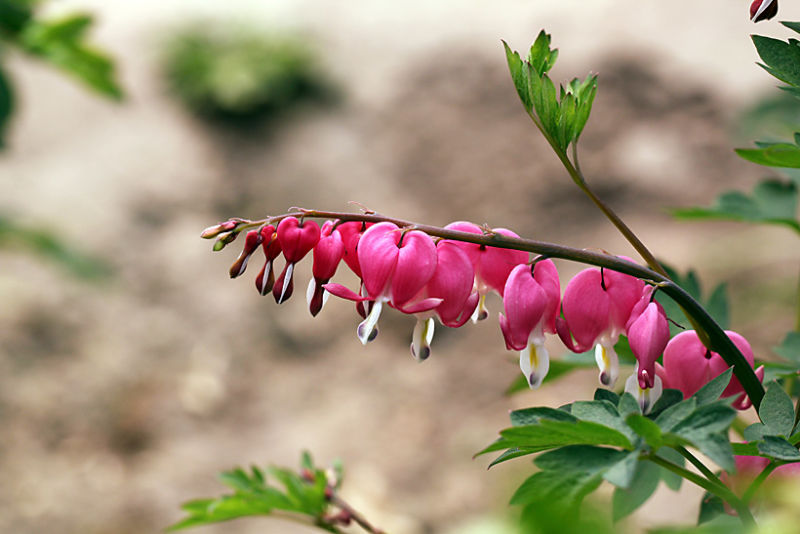 （原创摄影）荷包牡丹 - 竹影荷语 - 竹影荷语
