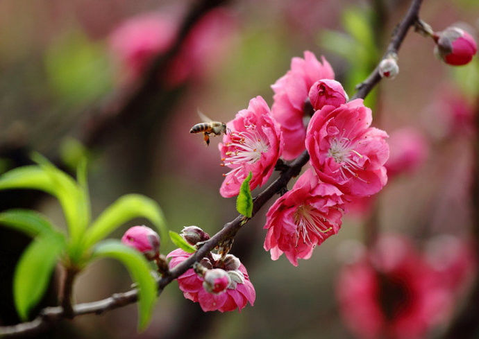 桃花艳艳开 春色滚滚来！【唯美组图】 - 纳兰容若 - 纳兰容若