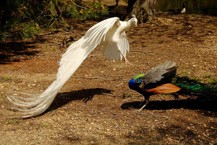 您见过孔雀飞行吗？ - 怀旧.梦缘 - 怀旧.梦缘