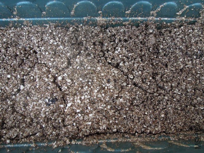 [转载]几种月季的繁殖方法