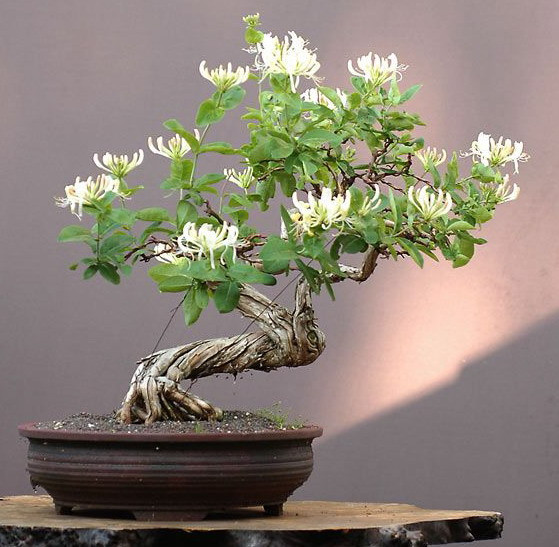 家庭养花奇招大全（绝对珍藏版） - 理睬 - .