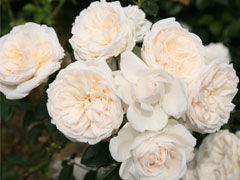 夏日回忆(Summer Memories)