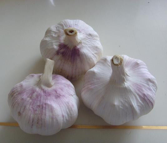 放置一颗洋葱在房间里！ 效果惊人 - 南南 - 阳光南南（看新闻）