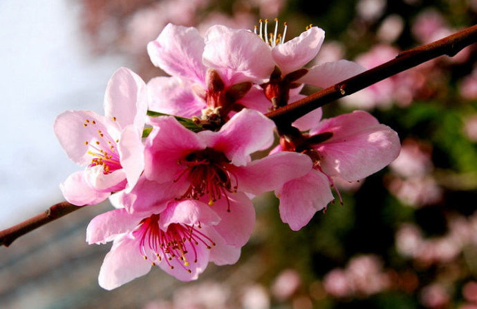 桃花艳艳开 春色滚滚来！【唯美组图】 - 纳兰容若 - 纳兰容若