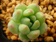 柳叶莲华Sedeveria Hummelli