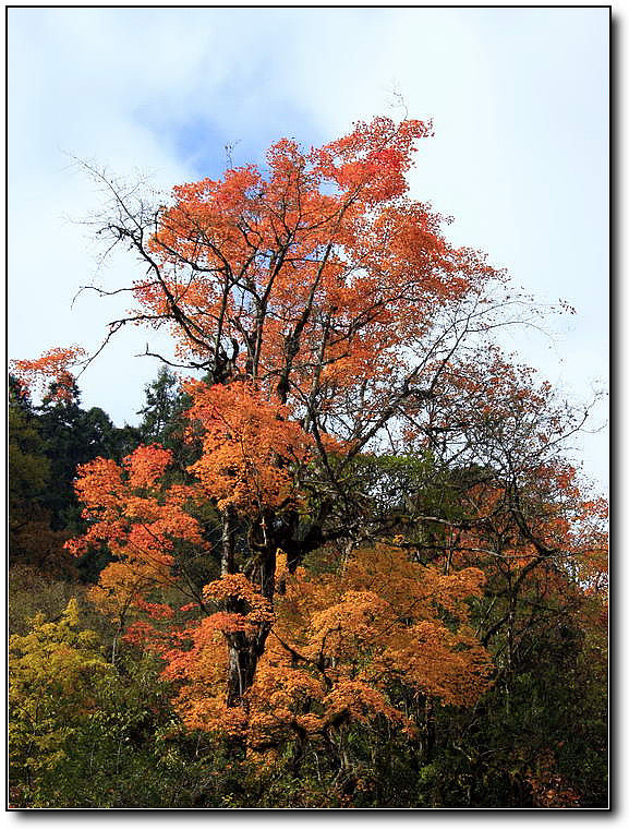 秋旖旎秋色 美不胜收  伊水一方 开心屋