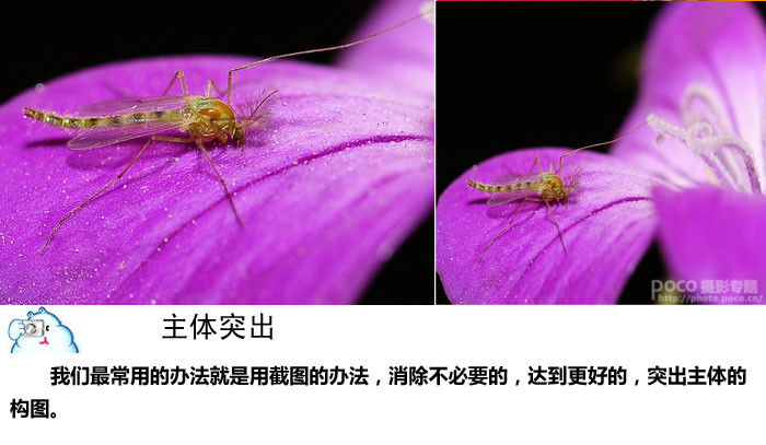 微距摄影十二条基础知识讲解 - 至尊宝 - 每个人的信仰都是存在的、进步的和近似的,