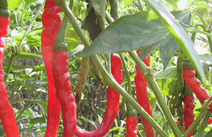 [转载]解开女人不老用药的秘密鈥斺斖嘉牟⒚